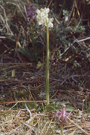 Anacamptis morio subsp. syriaca \ Syrisches Knabenkraut / Syrian Orchid (Farbvariante / Color-Variant), Zypern/Cyprus,  Peyia 1.3.1997 