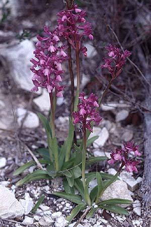 Anacamptis morio subsp. syriaca \ Syrisches Knabenkraut / Syrian Orchid, Zypern/Cyprus,  Kato Dhrys 2.3.1997 