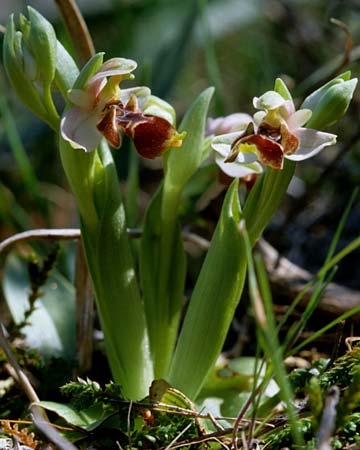 Ophrys orientalis \ Nabel-Ragwurz / Carmel Bee Orchid, Zypern/Cyprus,  Limassol 5.3.1997 