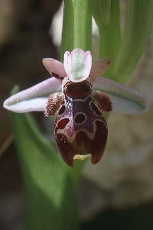 Ophrys orientalis \ Nabel-Ragwurz / Carmel Bee Orchid, Zypern/Cyprus,  Limassol 5.3.1997 