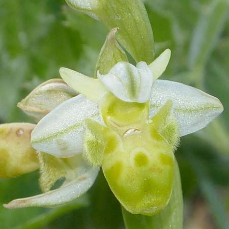 Ophrys orientalis \ Nabel-Ragwurz / Carmel Bee Orchid (Farbvariante / Color-Variant), Zypern/Cyprus,  Neo Chorio 24.3.2013 (Photo: Jürgen Hokamp)