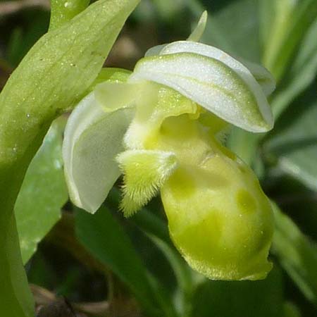 Ophrys orientalis \ Nabel-Ragwurz / Carmel Bee Orchid (Farbvariante / Color-Variant), Zypern/Cyprus,  Neo Chorio 24.3.2013 (Photo: Jürgen Hokamp)