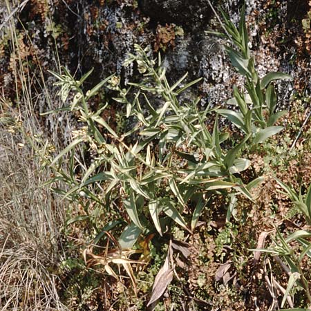 Epipactis veratrifolia subsp. oaseana \ Germerblättrige Ständelwurz / Scarce Marsh Helleborine, Zypern/Cyprus,  Episkopi 2.3.1997 