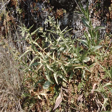 Epipactis veratrifolia subsp. oaseana \ Germerblättrige Ständelwurz, Zypern,  Episkopi 2.3.1997 