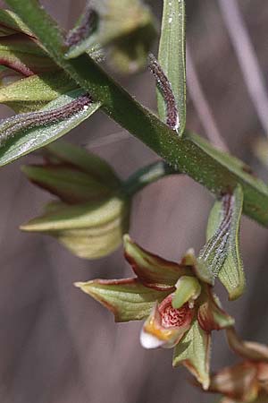 Epipactis veratrifolia subsp. oaseana \ Germerblättrige Ständelwurz / Scarce Marsh Helleborine, Zypern/Cyprus,  Episkopi 2.3.1997 