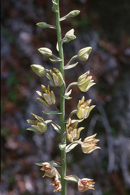 Epipactis veratrifolia subsp. oaseana \ Germerblättrige Ständelwurz, Zypern,  Episkopi 2.3.1997 