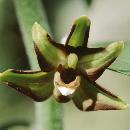 Epipactis veratrifolia subsp. veratrifolia \ Germerblättrige Ständelwurz / Scarce Marsh Helleborine, Zypern/Cyprus,  Troodos 25.6.1999 