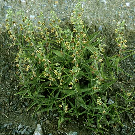 Epipactis veratrifolia subsp. veratrifolia \ Germerblättrige Ständelwurz / Scarce Marsh Helleborine, Zypern/Cyprus,  Pano Amiandos 27.6.1999 