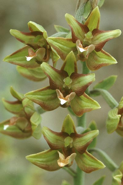 Epipactis veratrifolia subsp. veratrifolia \ Germerblättrige Ständelwurz, Zypern,  Pano Amiandos 27.6.1999 