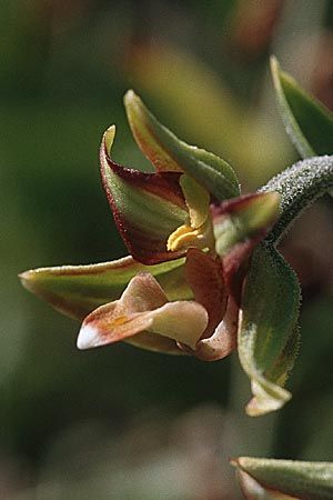 Epipactis veratrifolia subsp. veratrifolia \ Germerblättrige Ständelwurz / Scarce Marsh Helleborine, Zypern/Cyprus,  Pano Amiandos 27.6.1999 