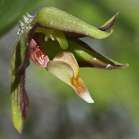 Epipactis veratrifolia subsp. oaseana \ Germerblättrige Ständelwurz / Scarce Marsh Helleborine, Zypern/Cyprus,  Episkopi 6.3.2014 (Photo: Helmut Presser)