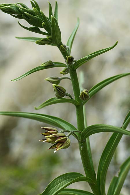 Epipactis veratrifolia subsp. oaseana \ Germerblättrige Ständelwurz, Zypern,  Episkopi 6.3.2014 (Photo: Helmut Presser)