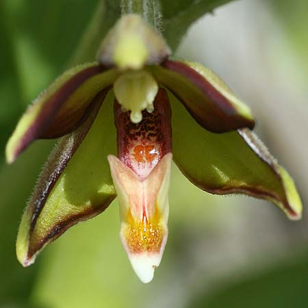 Epipactis veratrifolia subsp. oaseana \ Germerblättrige Ständelwurz / Scarce Marsh Helleborine, Zypern/Cyprus,  Episkopi 6.3.2014 (Photo: Helmut Presser)