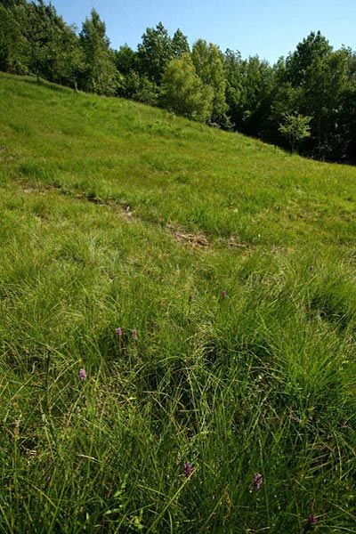 Dactylorhiza traunsteineri subsp. carpatica \ Karpaten-Fingerwurz, Karpaten-Knabenkraut / Carpatian Marsh Orchid, Tschechien/Czechia,  Brezova 16.6.2012 (Photo: Helmut Presser)