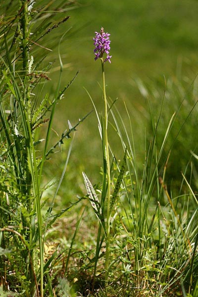 Dactylorhiza traunsteineri subsp. carpatica \ Karpaten-Fingerwurz, Karpaten-Knabenkraut, Tschechien,  Brezova 16.6.2012 (Photo: Helmut Presser)