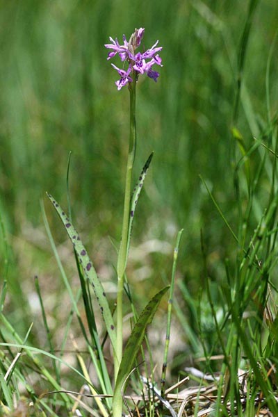 Dactylorhiza traunsteineri subsp. carpatica \ Karpaten-Fingerwurz, Karpaten-Knabenkraut, Tschechien,  Brezova 16.6.2012 (Photo: Helmut Presser)