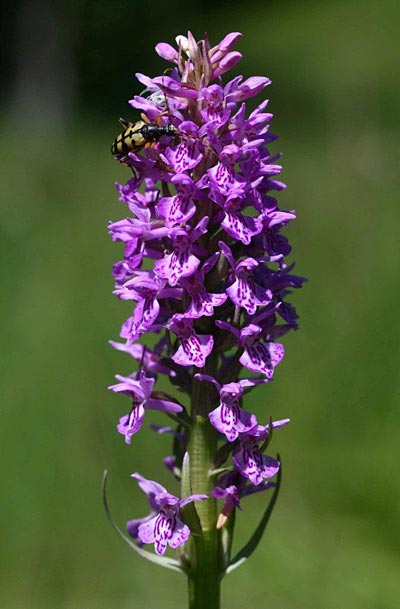 Dactylorhiza traunsteineri subsp. carpatica \ Karpaten-Fingerwurz, Karpaten-Knabenkraut / Carpatian Marsh Orchid, Tschechien/Czechia,  Brezova 16.6.2012 (Photo: Helmut Presser)