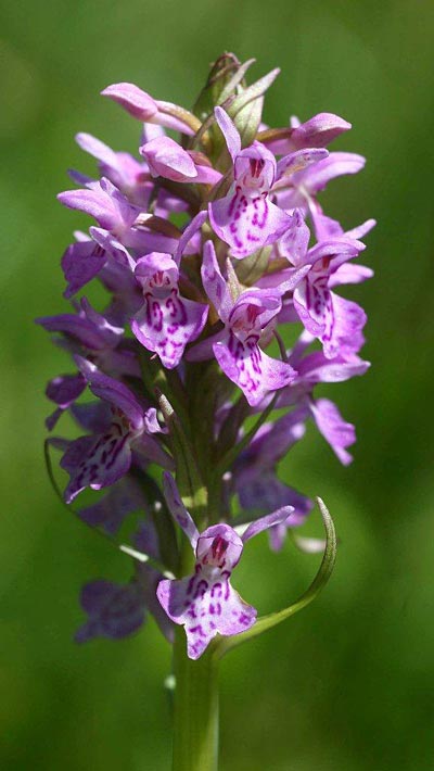 Dactylorhiza traunsteineri subsp. carpatica \ Karpaten-Fingerwurz, Karpaten-Knabenkraut, Tschechien,  Brezova 16.6.2012 (Photo: Helmut Presser)