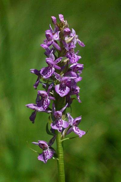 Dactylorhiza traunsteineri subsp. carpatica \ Karpaten-Fingerwurz, Karpaten-Knabenkraut / Carpatian Marsh Orchid, Tschechien/Czechia,  Brezova 16.6.2012 (Photo: Helmut Presser)