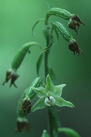 Epipactis greuteri \ Greuters Ständelwurz / Greuter's Helleborine (missgebildete Blüte / deformed flower), Tschechien/Czechia,  Mährischer Karst, Adamov 7.8.1995 