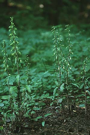 Epipactis greuteri \ Greuters Ständelwurz / Greuter's Helleborine, Tschechien/Czechia,  Mährischer Karst, Adamov 27.7.1997 