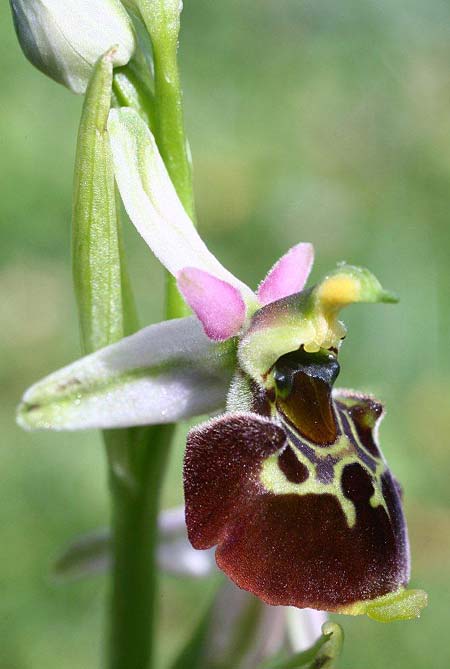 Ophrys holubyana \ Holubys Ragwurz / Holuby's Orchid, Tschechien/Czechia,  Louka 21.5.2011 (Photo: Helmut Presser)
