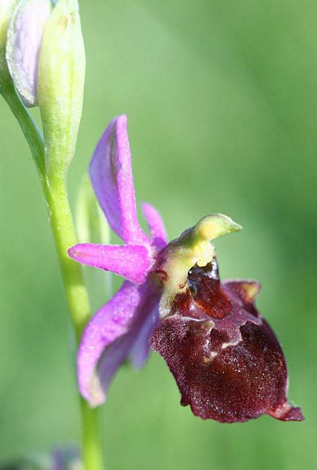 Ophrys holubyana \ Holubys Ragwurz, Tschechien,  Louka 21.5.2011 (Photo: Helmut Presser)
