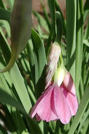 Allium insubricum / Lombardy Garlic, Piedmont Garlic, D  2.6.2023