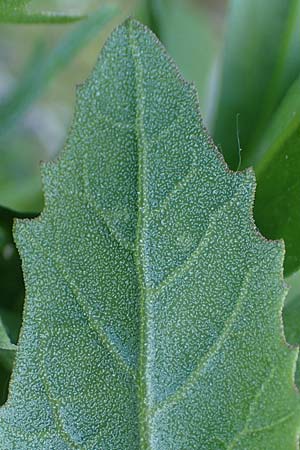 Atriplex prostrata \ Spie-Melde, Spieblttrige Melde / Spear-Leaved Orache, D Thüringen, Artern 13.6.2023