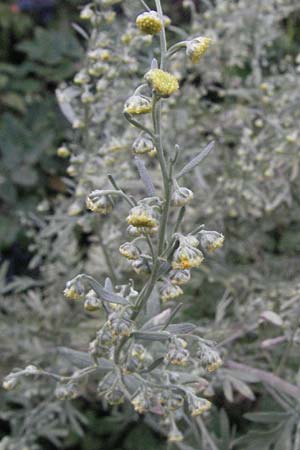 Artemisia absinthium \ Wermut / Wormwood, D Mannheim 28.6.2007