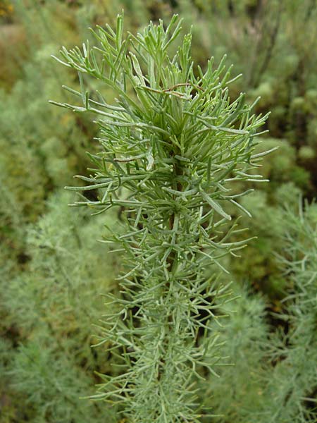Artemisia abrotanum \ Eberraute, D Botan. Gar.  Universit.  Mainz 13.9.2008