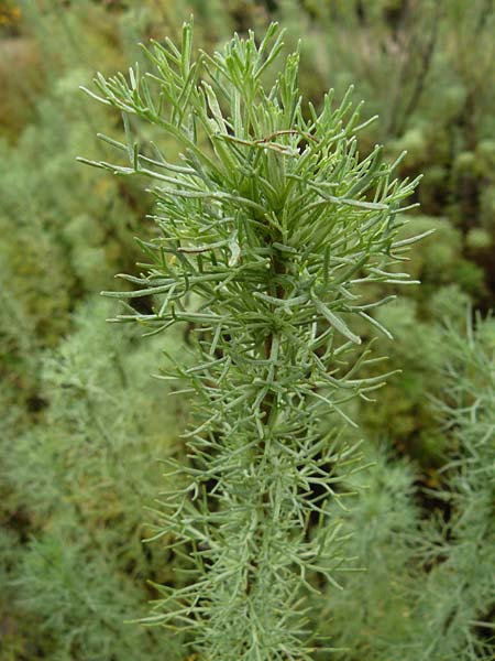 Artemisia abrotanum \ Eberraute / Southernwood, D Botan. Gar.  Universit.  Mainz 13.9.2008