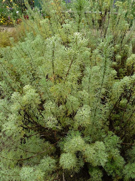 Artemisia abrotanum \ Eberraute / Southernwood, D Botan. Gar.  Universit.  Mainz 13.9.2008