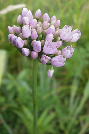 Allium angulosum \ Kanten-Lauch / Angle Onion, D Pfalz, Speyer 3.7.2012