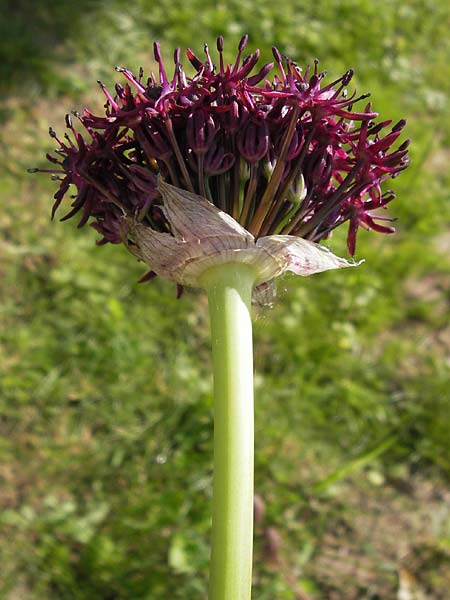 Allium atropurpureum \ Granat-Kugel-Lauch / Purple Flowering Onion, D  8.6.2013