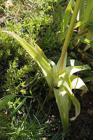 Allium atropurpureum \ Granat-Kugel-Lauch / Purple Flowering Onion, D  8.6.2013