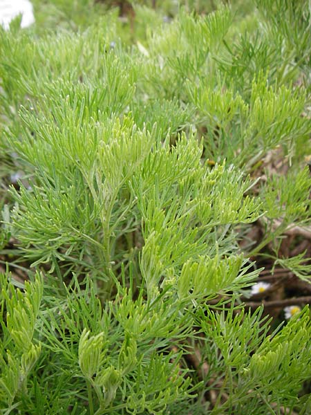 Artemisia abrotanum \ Eberraute / Southernwood, D Weinheim an der Bergstraße, Botan. Gar.  Hermannshof 23.5.2015