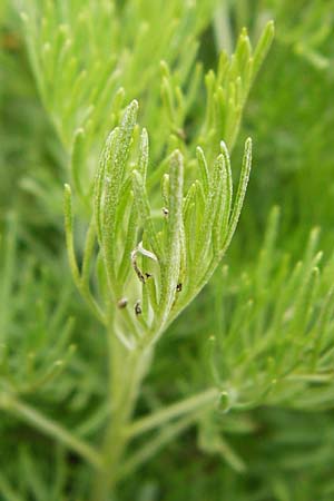 Artemisia abrotanum \ Eberraute / Southernwood, D Weinheim an der Bergstraße, Botan. Gar.  Hermannshof 23.5.2015