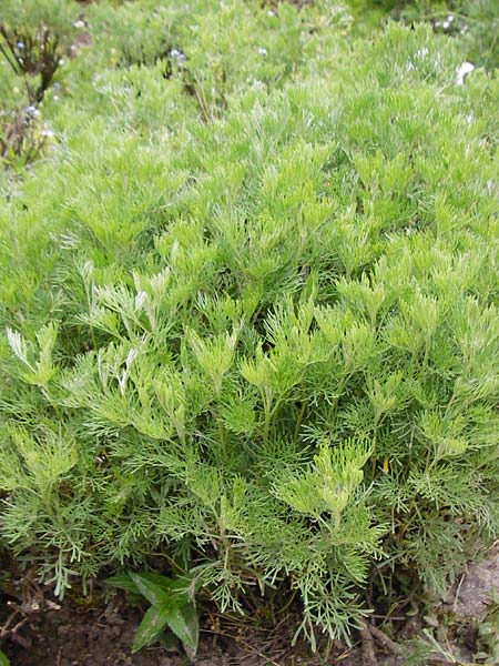 Artemisia abrotanum \ Eberraute, D Weinheim an der Bergstraße, Botan. Gar.  Hermannshof 23.5.2015