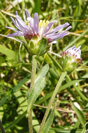 Aster amellus / Italian Aster, D Allmendingen 10.7.2015