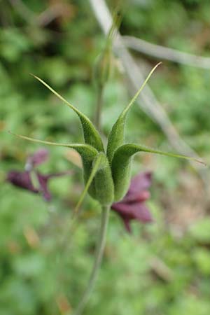 Aquilegia atrata \ Schwarzviolette Akelei / Dark Columbine, D Mühlheim an der Donau 20.6.2015