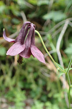 Aquilegia atrata \ Schwarzviolette Akelei / Dark Columbine, D Mühlheim an der Donau 20.6.2015