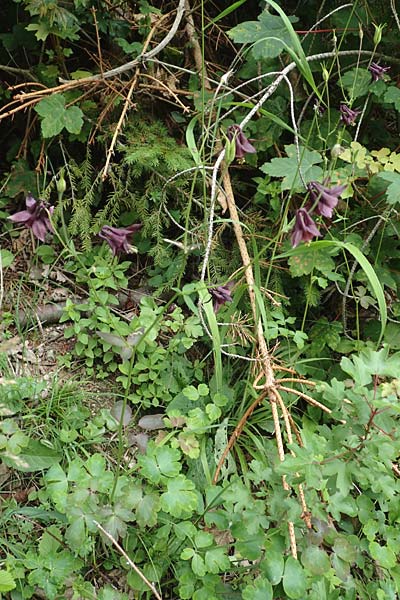 Aquilegia atrata \ Schwarzviolette Akelei / Dark Columbine, D Mühlheim an der Donau 20.6.2015