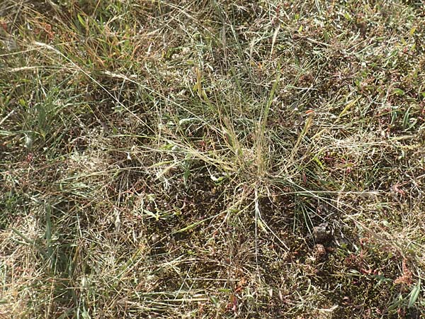 Festuca bromoides \ Trespen-FederschwingelSchwingel / Brome Fescue, D Karlsruhe 10.7.2016