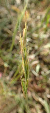 Festuca bromoides \ Trespen-FederschwingelSchwingel / Brome Fescue, D Karlsruhe 10.7.2016