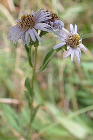 Aster amellus \ Berg-Aster, D Mömlingen 17.9.2016