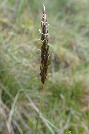 Anthoxanthum alpinum \ Alpen-Ruch-Gras, D Schwarzwald, Feldberg 27.5.2017