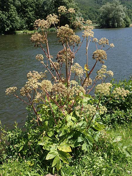 Angelica archangelica \ Arznei-Engelwurz, Echte Engelwurz / Garden Angelica, Holy Ghost, D Laudenbach am Main 24.6.2017