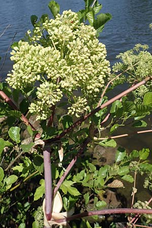 Angelica archangelica \ Arznei-Engelwurz, Echte Engelwurz / Garden Angelica, Holy Ghost, D Laudenbach am Main 24.6.2017