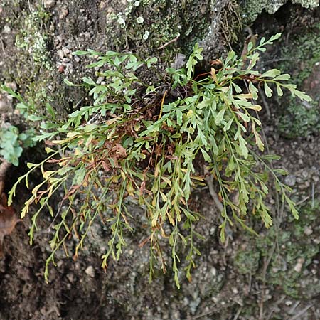Asplenium x alternifolium / Hybrid Spleenwort, D Heidelberg 22.9.2017